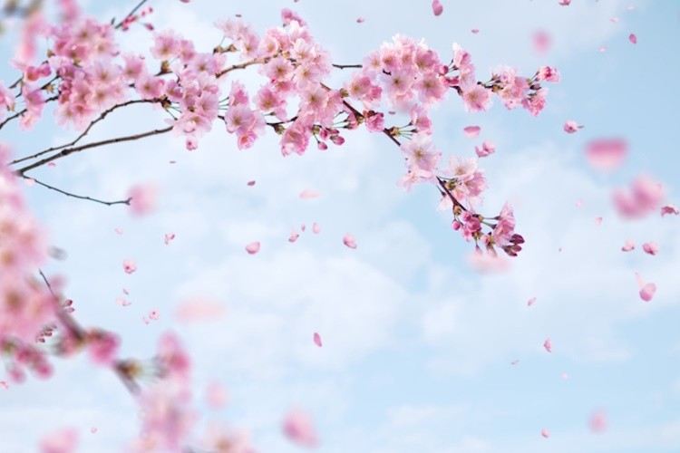 Cherry blossom Getty NeoPG