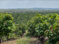 Barry Callebaut's Cocoa Farm of the Future is located in the Cerecita Valley in Ecuador. Pic: Barry Callebaut