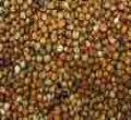 Taste, local and health hold keys to success for sorghum products