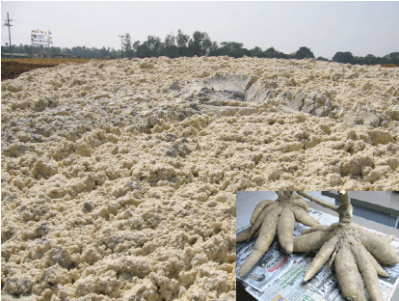 Cassava starch production is a growing industry in Thailand
