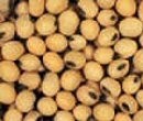 Canada approves high oleic acid GM soybeans