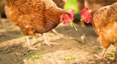 Mondelez is aiming to go cage-free by 2020 in North America and by 2025 in Europe: Photo: iStock - ViktorCap