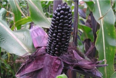  Purple corn craze moves from snacks to beer, bread and popcorn