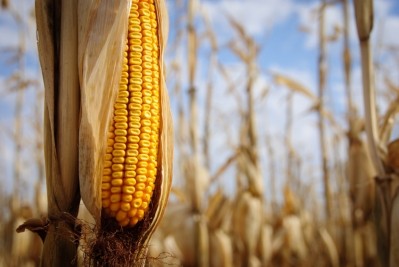 Brazil will be a key supplier of corn to the EU in 2015/16, according to the Rabobank outlook 