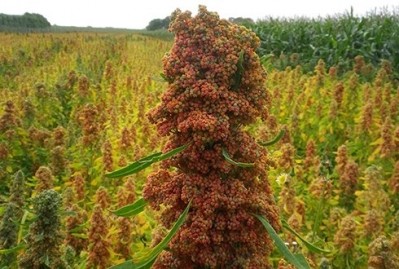 More than 2,000 tonnes of EU quinoa will be marketed in 2015 - a scale-up driven by a need to cater to demand, says Wageningen UR