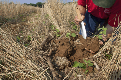 USDA soil scientist: Direct-seeding or no-till practices can conserve organic matter and store carbon in the soil