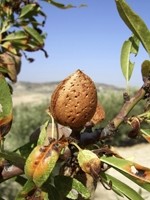 Blue Diamond is building a multi-million dollar, state-of-the-art monster almond processing facility in Turlock, California to meet growing demand for almond ingredients 