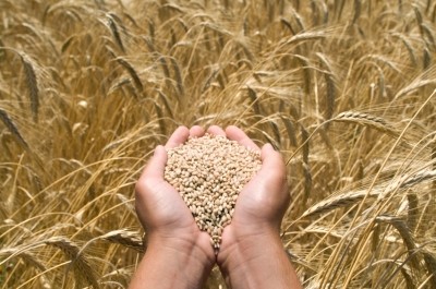 Wheat yield, food security, einkorn wheat, climate change