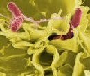 Nano sensors offer rapid detection of Salmonella, claims ARS