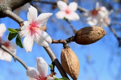 California is the world’s largest producer of almonds