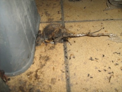 Dead rats were found on the bakery floor on food safety visits in November