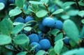 Blueberries may reduce childhood cancer risk: Study