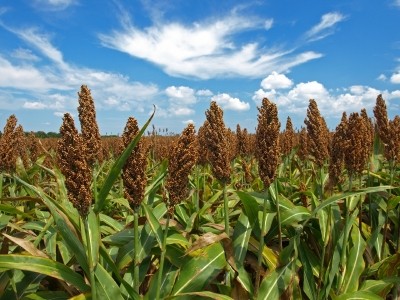 Sorghum gene sequencing may offer crop improvement potential