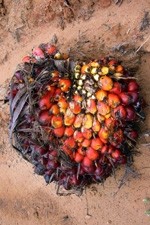 88% of palm oil is produced in Indonesia and Malaysia