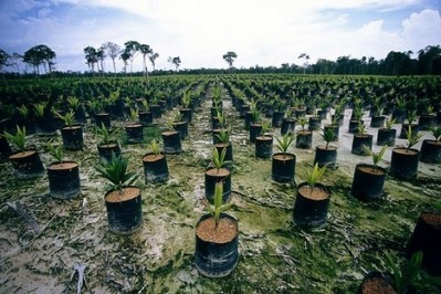 Will commitments from McDonald's and Walmart raise awareness about sustainable palm oil in the US?