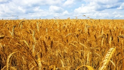 Wheat rust has the potential to devastate crops: Photo: iStock - Silanti