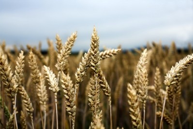 Research indicates that modern high-yielding wheat doesn't always outperform traditional wheat