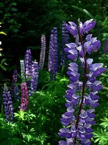 70% of the global lupin supply comes from Western Australia 