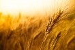GMO wheat contamination raises fears of export disruptions