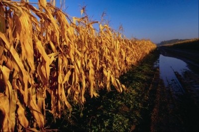 FAO urges greater use of ‘neglected’ grains