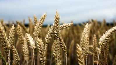 Agrana opens ‘closed-cycle’ wheat starch facility