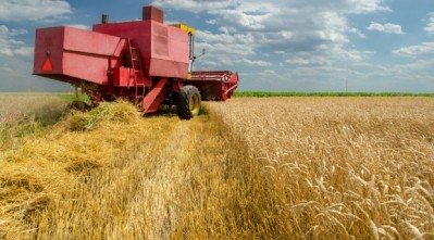US wheat plantings are reported to have been lowest since 2010. Photo: iStock - prudkov