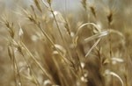 Real Bread Campaign mounts anti-GM wheat pledge