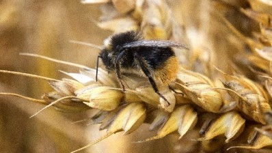 Pesticides used on wheat still put Britain's bees at risk, claim Friends of the Earth. Pic: ©iStock/ian35mm