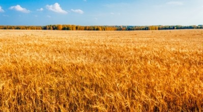 Organic wheat presents a 'significant opportunity for growers', says Ardent Mills. Photo: iStock - Alx_Yago