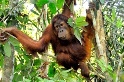 WWF said wildlife was under threat as forests were cleared for palm oil production. Photo credit:WWF