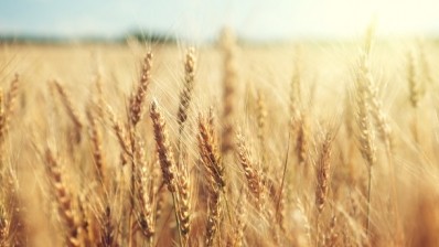 Researchers are taking research of the highly complex bread wheat genome to a new level. Pic: ©GettyImages/lakovKalinin