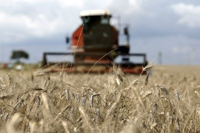 Arcadia has developed several wheat strains under the GoodWheat name with value-adds like increased fiber, resistant starch and reduced allergenic gluten. Pic: ©Getty Images/Bloomberg