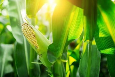 Tate & Lyle and stewardship solutions provider Land O’Lakes SUSTAIN have formed a new collaboration to advance conservation practices on Midwest corn farms. Pic: GettyImages/kurmyshov