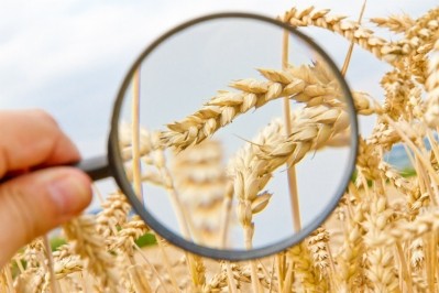 People are starting to think about wheat as a value-added ingredient, according to Arcadia's CCO Sarah Reiter. Pic: Getty Images/fotojog