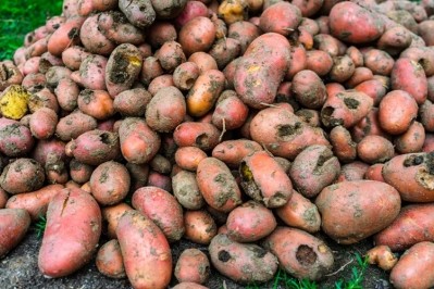 Harvested drought-damaged potatoes. Pic: GettyImages/vladispas