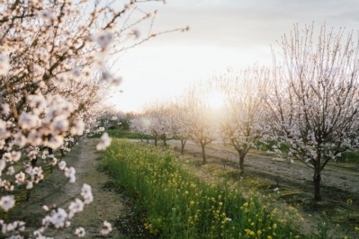 Almonds in bloom on some of the women-owned and managed farms within the General Mills supply chain that follow regenerative agriculture practices. Pic: General Mills