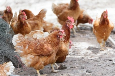 Nestlé will switch to 100% cage-free eggs in Europe and the US by 2020.  Pic: ©GettyImages/Mathisa_s