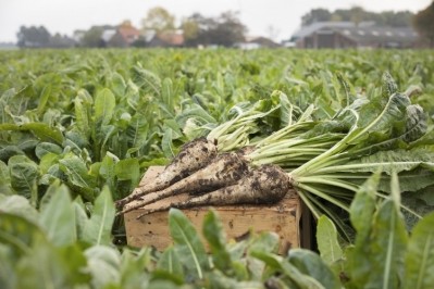 Naturally-sourced chicory inulin and oligofructose dietary fibres contribute to digestive health. Pic: Sensus