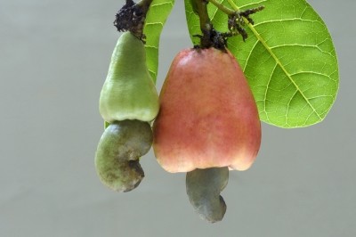 Cashew fruit and seeds growing on the tree. © GettyImages/KarunakaranParameswaranPillai