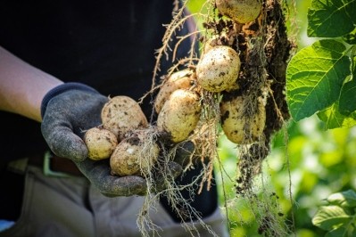 Puffin Produce is selling its 'planet friendly' spuds in 200 Co-op stores across the UK. Image source: Root Zero