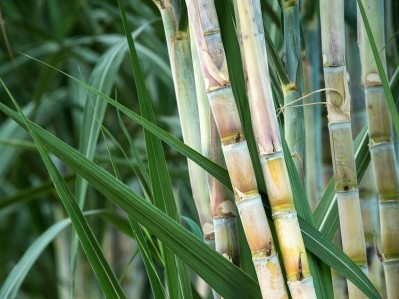 W-Cycle has developed plastic-free packaging made from upcycled sugarcane waste / Pic: GettyImages/undefined undefined
