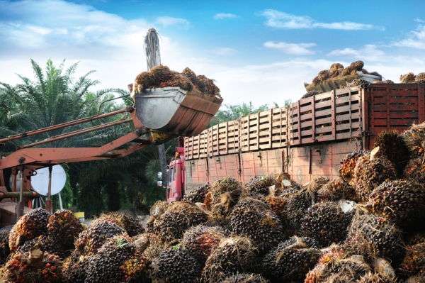 palm oil forest fruit iStock slpu9945