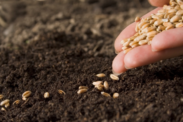 Wheat_grains_sowing_soil_farm