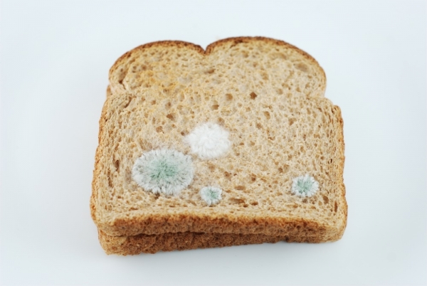 bread-mold_optimized_jpeg