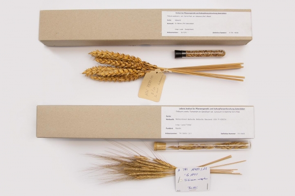 Comparison of grains from weedy and domesticated wheat species. Samples originate from the herbarium of the Federal Ex situ Gene Bank at the IPK.