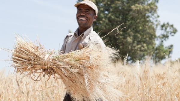 Ethiopian farmer harvesting wheat ajansen