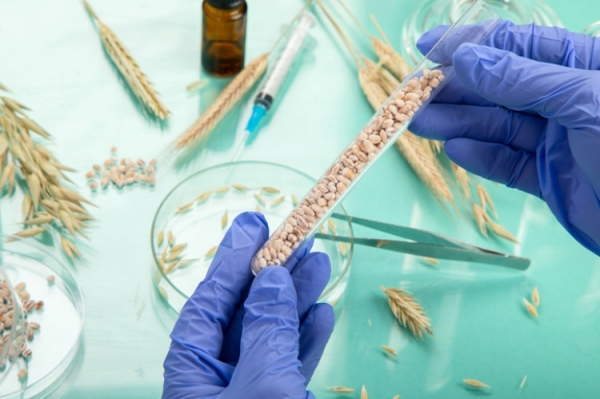 Examing wheat in a lab Getty