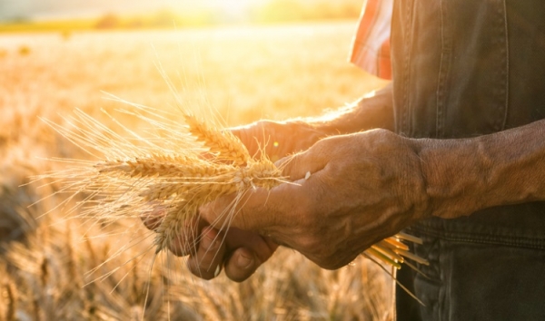 Farmer touching wheat valentinrussanov