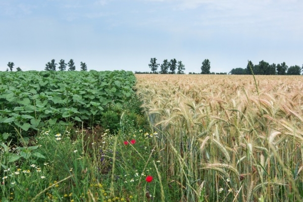 Getty-JoaBal - biodiversity field crops sustainabilty