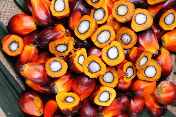 GettyImages-slpu9945 palm oil